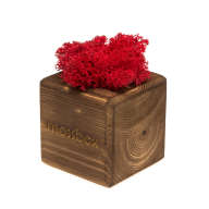 Набор с живым мхом MossBox Fire Red Cube - Набор с живым мхом MossBox Fire Red Cube